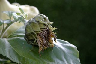 Foto: Blume im Spinnennetz